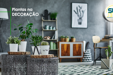 PLANTAS NA DECORAÇÃO